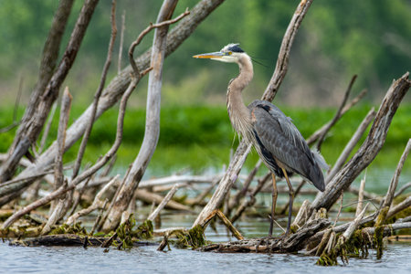 Great blue heron, Ardea herodias, perched on a dead tree in the Grand River in Grand Haven, Michiganの写真素材