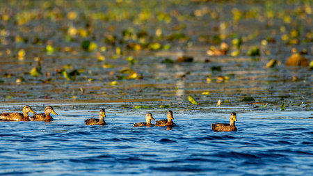 Juvenile mallard ducks, Anas platyrhynchos, swimming in the Grand River at Grand Haven, Michiganの写真素材