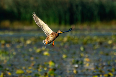 A female mallard duck, Anas platyrhynchos, takes flight at Harbor Island in Grand Haven, Michiganの写真素材