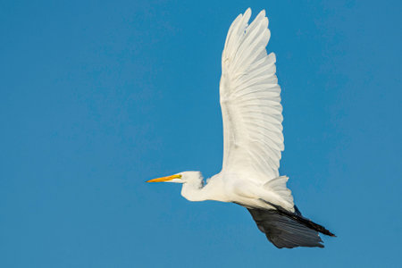 A great egret, Ardea alba, flies over the Grand River at Harbor Island in Grand Haven, Michiganの写真素材