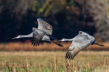 Sandhill cranes, Antigone canadensis, fly across a field during fall migration in northern Indianaの写真素材