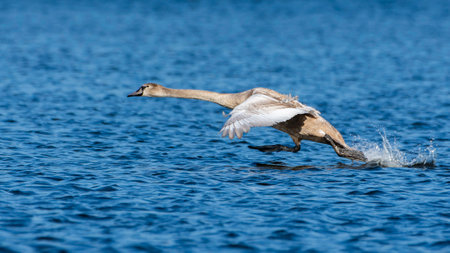 A juvenile mute swan, Cygnus olor, practicing takeoffs on the Grand River, Grand Haven, Michiganの写真素材