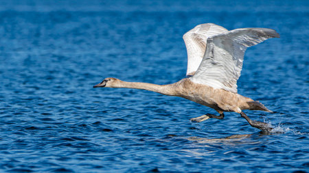 A juvenile mute swan, Cygnus olor, practicing takeoffs on the Grand River, Grand Haven, Michiganの写真素材