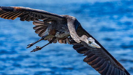 A great blue heron, Ardea herodias, flies over a wetland at Harbor Island in Grand Haven, Michiganの写真素材