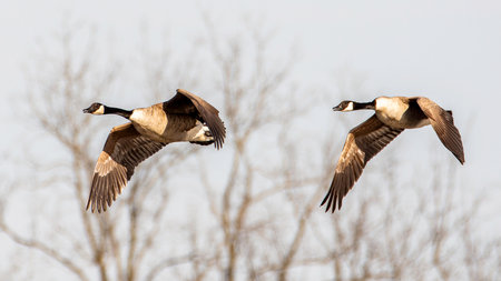 Two migrating Canada geese, Branta canadensis, fly above a wetland near Culver, Indianaの写真素材