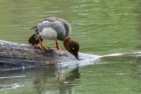 A female bufflehead duck, Bucephala albeola, drinks from the Bow River, Calgary, Alberta, Canadaの写真素材