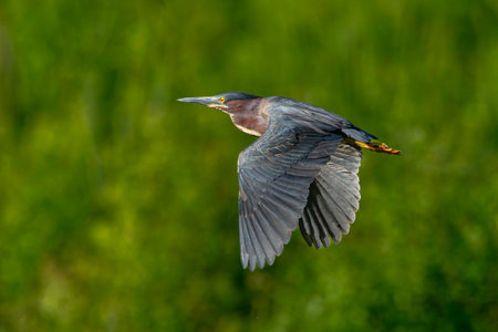 A migrating green heron, Butorides virescens, flies across a wetland near Culver, Indianaの写真素材