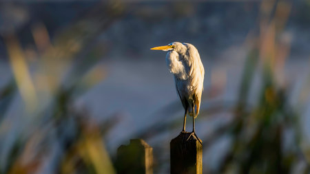 A great white egret, Ardea alba, perched on a pier post on the Grand River in Grand Haven, Michiganの写真素材
