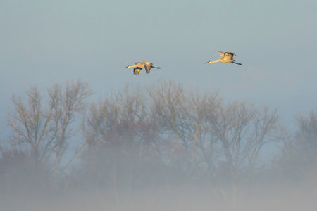Two sandhill cranes, Antigone canadensis, fly over a fog shrouded field in Northern Indianaの写真素材