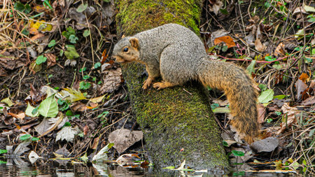 An eastern fox squirrel, Sciurus niger, perched on a log by the Yellow River in Northern Indianaの写真素材