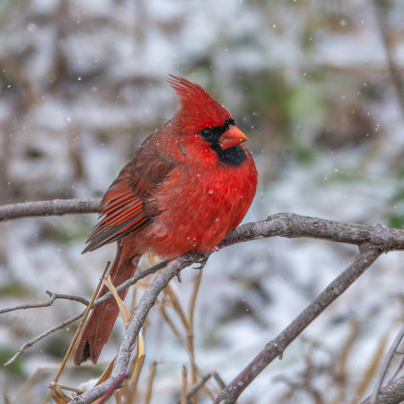 A male red cardinal, Cardinalis cardinalis, perched on a branch as snow begins to fall