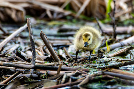 A Canada goose gosling, Branta canadensis, foraging at a wetland near Culver, Indiana