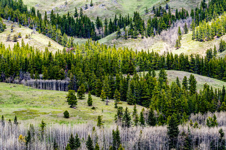 Trees criss cross a mountainside in the Kananaskis wilderness area in Alberta, Canada