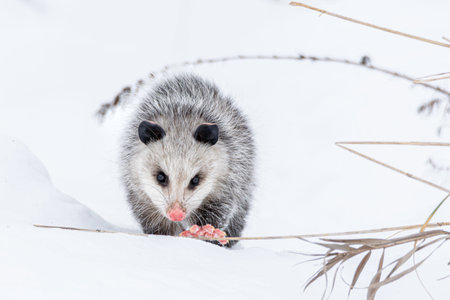 A opossum, Didelphis virginiana, walks thru snow and prairie grasses in Northern Indiana. High quality photoの写真素材