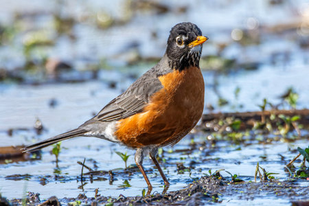 An American robin, Turdus migratorius, foraging at a wetland in Culver, Indiana