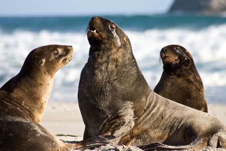Sea lion males on beach close-up, new zealandの写真素材