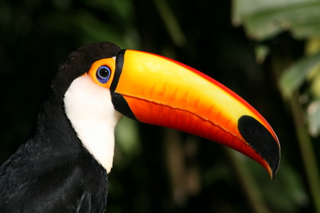 Colourful tucan portrait, leaves in backgroundの写真素材