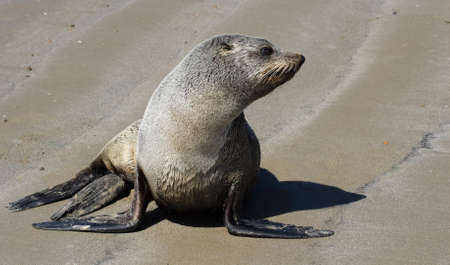Sea lion on beach close-up, new zealandの写真素材