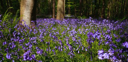 Trees and bluebells in wood near edinburgh, scotland, united kingdomの写真素材
