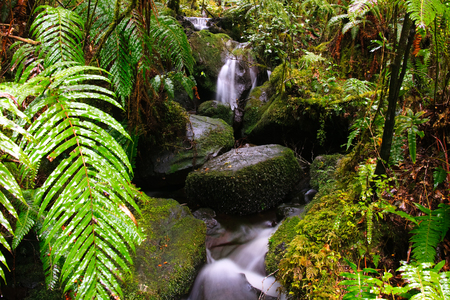 Waterfall in new zealand rainforestの写真素材