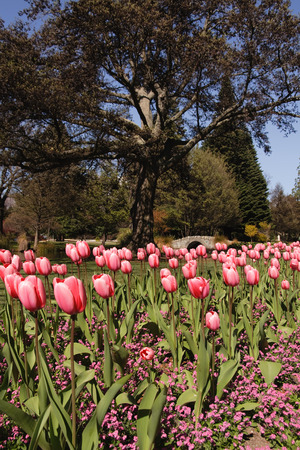 Tulip park in queenstownの写真素材