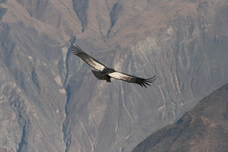 Flying Condor in the Colca canyon. Peruの写真素材
