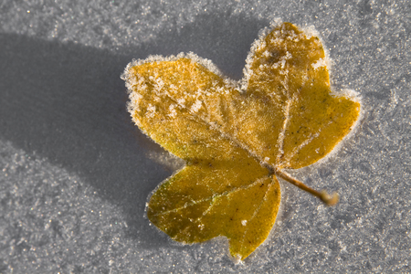 Frosty Winter Yellow Leafの写真素材