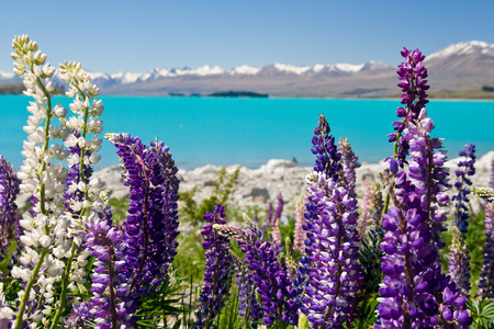 Lupins in the spring sunshine backed by stunning turqoise lake and mountains, new zealandの写真素材