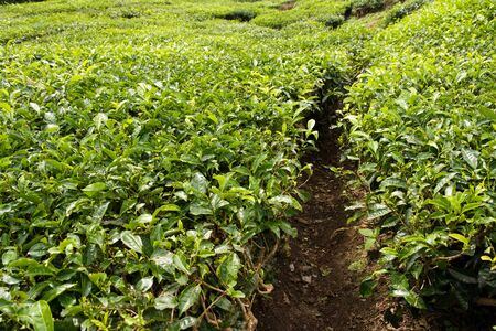 Tea plantation in cameron highlands, malaysiaの写真素材