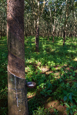 Tapping latex from a rubber tree plantation forest in Vietnamの写真素材