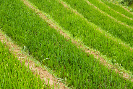 Rice Paddy Terracesの写真素材