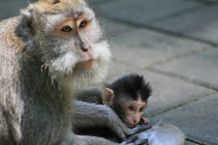 Baby macaque monkey looking thoughtfulの写真素材