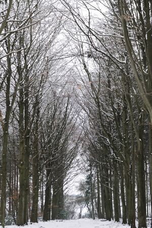 Cold winter forest path covered in snowの写真素材