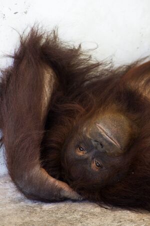 Orangutan posing looking at cameraの写真素材