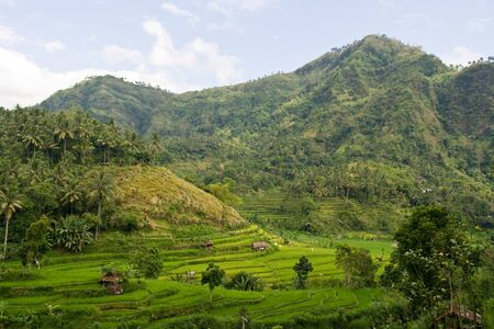 Green rice paddy terraces landscape, Bali, Indonesiaの写真素材