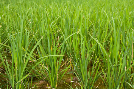 Green rice paddy close upの写真素材