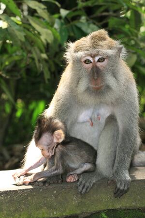 Mother and Baby Macaque Monkeyの写真素材