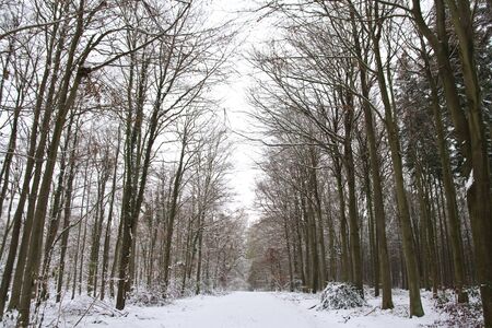 Tree lined snowy forest path in Winterの写真素材