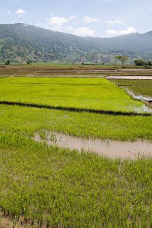 Flooded Rice Paddy, Vietnam, South East Asiaの写真素材
