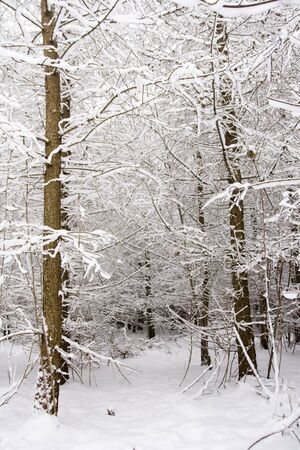 Snow covered winter treesの写真素材