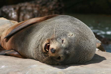 Sea lion lying down shows teeth while yawning, new zealandの写真素材