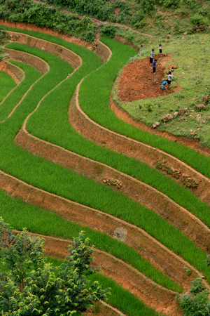 Rice Paddy Terraceの写真素材