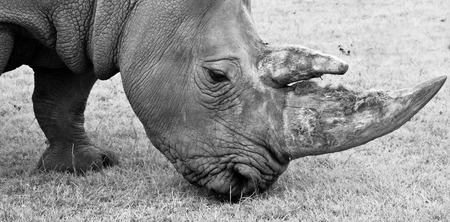 Close up black and white staring rhino face and hornの写真素材