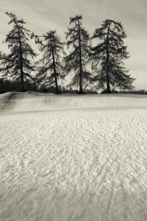 Artistic trees in winterの写真素材