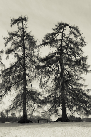 Artistic trees in winterの写真素材