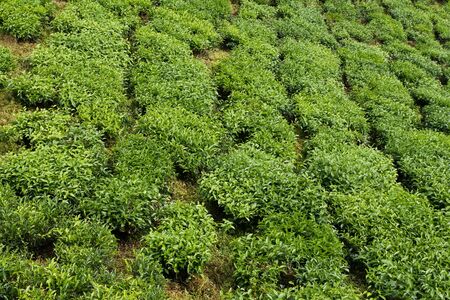 Tea plantation in cameron highlands, malaysiaの写真素材
