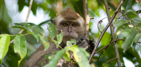 Wild Macaque Monkey in Borneo Jungle staring at meの写真素材