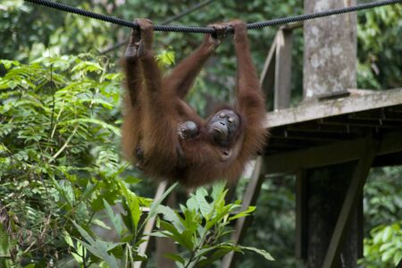 Orangutan mother and babyの写真素材