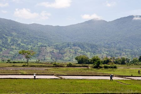 Traditional Rice Paddy during planting seasonの写真素材