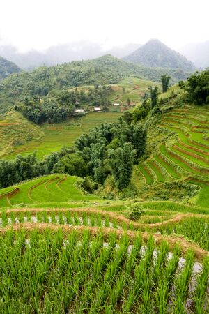 Highland rice paddy terraces in Sapa, Vietnamの写真素材
